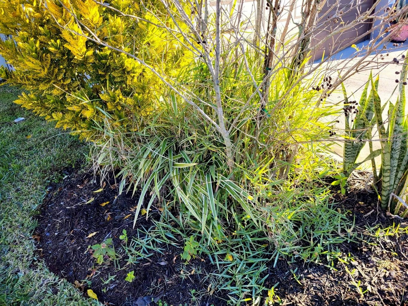 Lawn Care and Pest Management in Valrico, FL